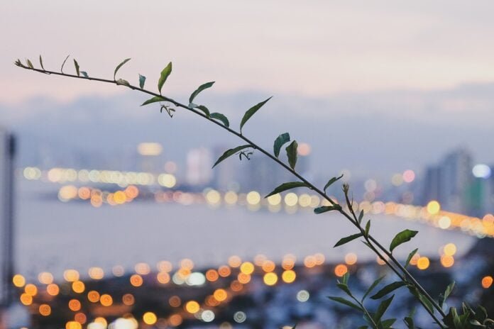 Discover the Magic of Homestays: A Unique Travel Experience